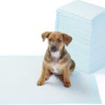 AmazonBasics-Dog-1-1.jpg
