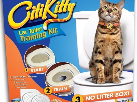 CitiKitty-1-1.jpg