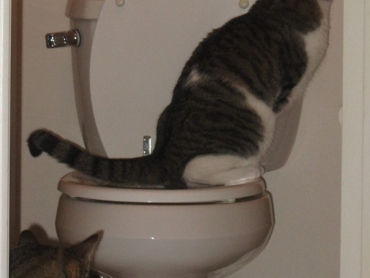 CitiKitty-2-1.jpg